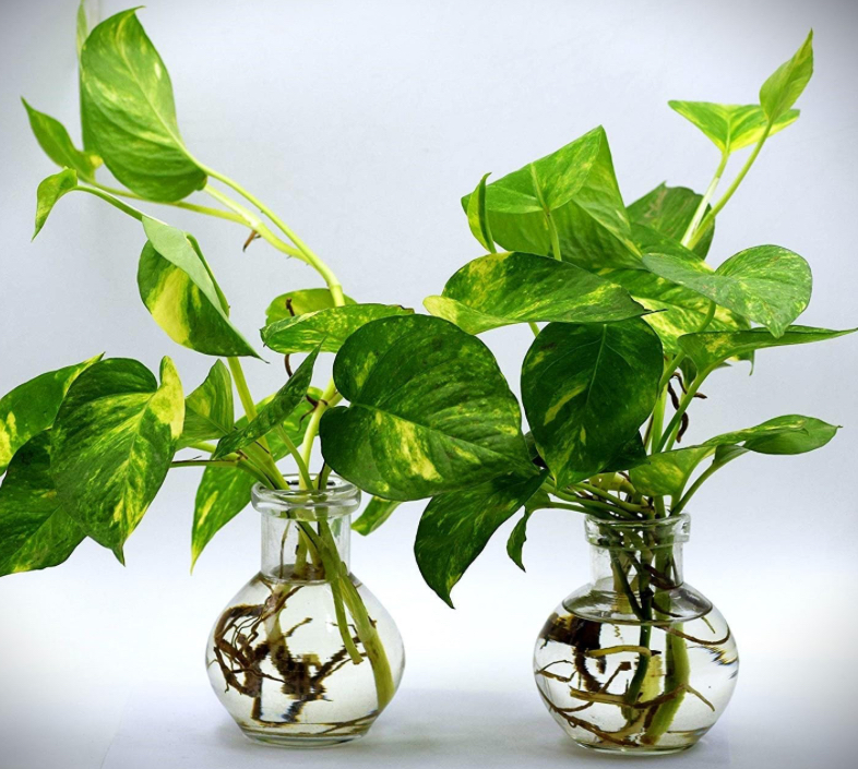 Glasses Planter